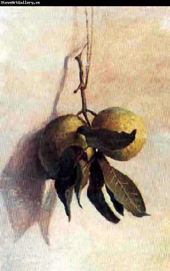 Benedito Calixto Guava